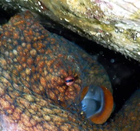 Snorkeling at Playa Hermosa, Guanacaste | Snorkeling in Costa Rica