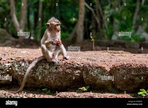 A young, small, baby hungry macaque monkey eating and munching a red fruit whilst sitting down ...