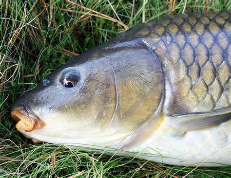 Wild Carp Identification Guide from The Wild Carp Trust : Wild Carp Trust