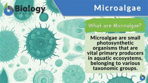 Microalgae Definition and Examples - Biology Online Dictionary