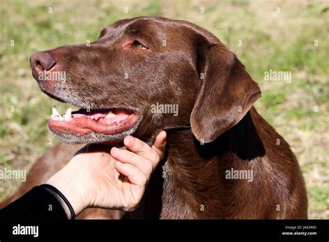 A dog getting a scratch on his chin Stock Photo - Alamy