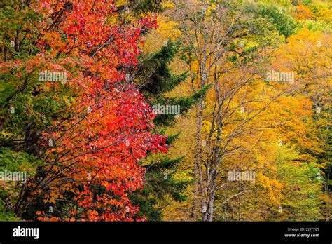 USA, Vermont, Fall foliage in Mad River Valley along trail to Warren ...