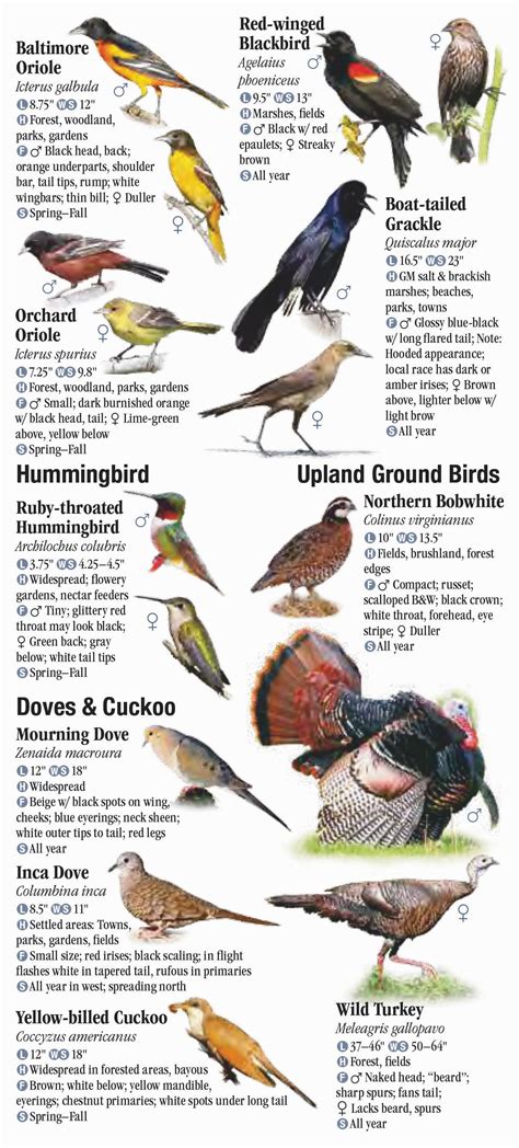 Birds of Louisiana – Quick Reference Publishing Retail