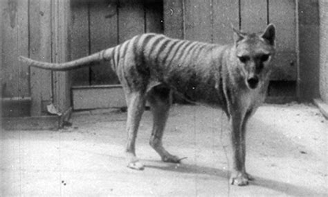 The Thylacine as a pet