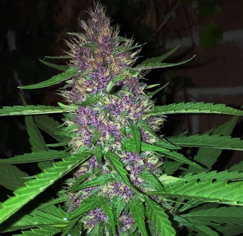 Purple Kush strain review: Representing the purple phenotype