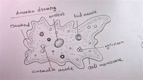 How TO Draw amoeba/diagram of amoeba/amoeba drawing - YouTube