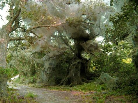 Orb weaver colony | Giant spider, Spider web, Weird animals