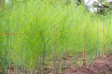 How To Care For Asparagus Plants In The Summer & Fall