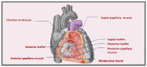 Tricuspid Valve Anatomy