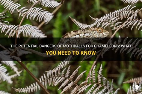 The Potential Dangers Of Mothballs For Chameleons: What You Need To Know | PetShun