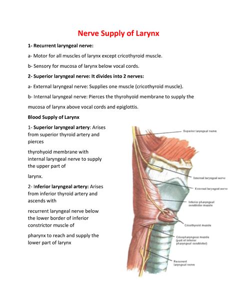 Superior Laryngeal Nerve