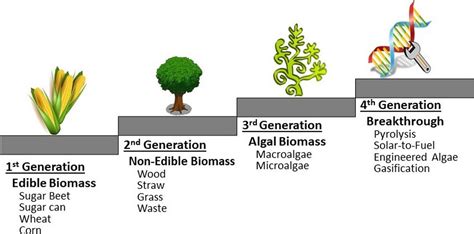 Biofuel: Why Its Adoption Has Been Challenging | by Mariana De Freitas | The Startup | Medium