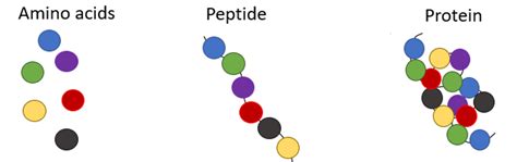 OLCreate: PUB_4834_1.0: Protein and Amino acids | OLCreate