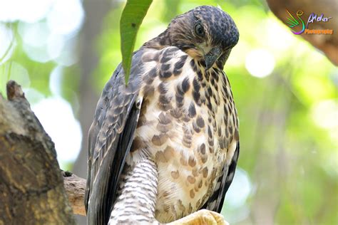 Alder's Bird-watching Notes: 大安鳳頭小鷹．Crested Goshawk juvenile@Daan Park．2015/06/09