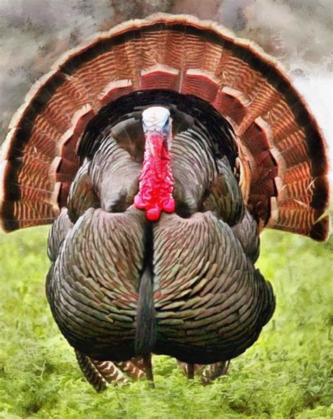 tail, beautiful tail, the tail of a turkey, old turkey, holiday ...