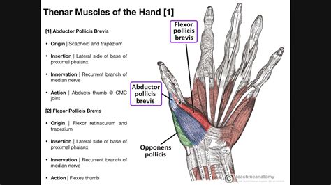 muscles of thenar eminence - Captions Nature