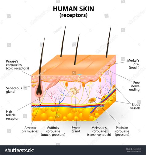 Cross Section Human Skin Pressure Vibration Stock Vector 160676744 - Shutterstock