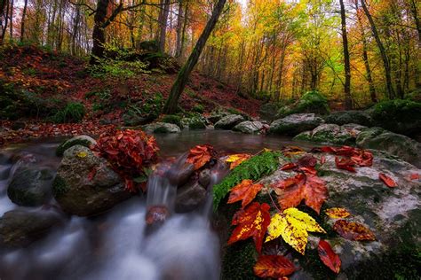 Autumn Forest With A Stream And Path - HooDoo Wallpaper