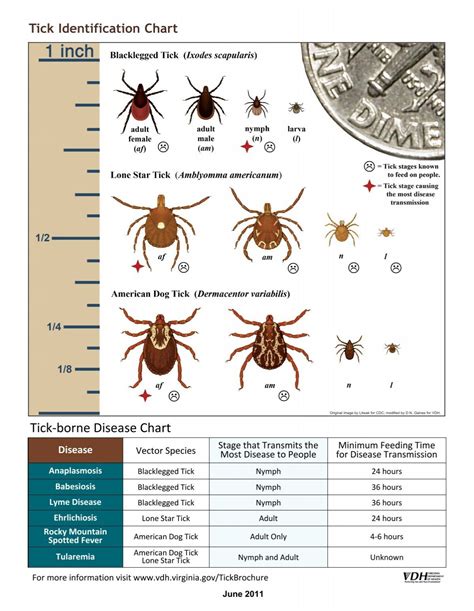 Tick Identification Chart - Loudoun County