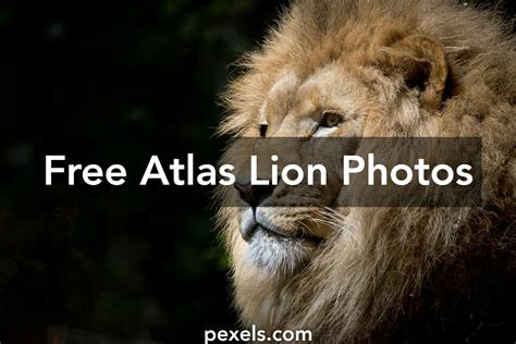 100+ Beautiful Atlas Lion Photos · Pexels · Free Stock Photos