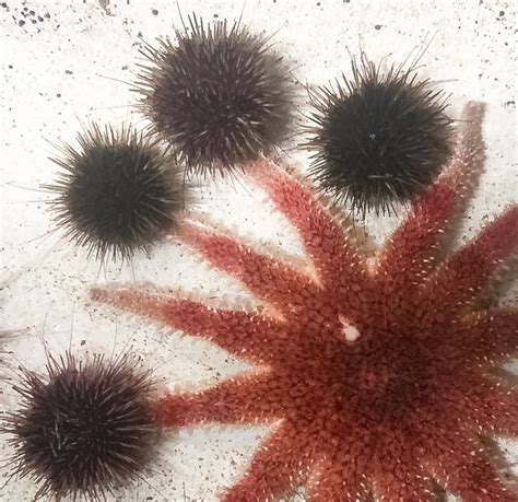 Sea Urchin Predators