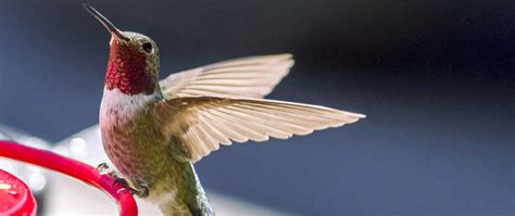 Feeding Birds: Nectar