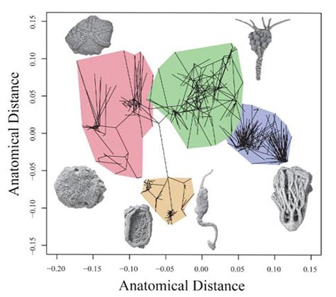 Evolution During The Cambrian Explosion - Astrobiology