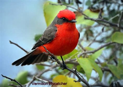 Vermilion Flycatchers – Rio Grande Valley Chapter