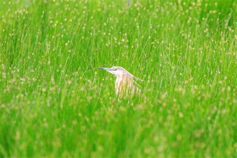 Premium Photo | Squacco heron in marshy grassland habitat