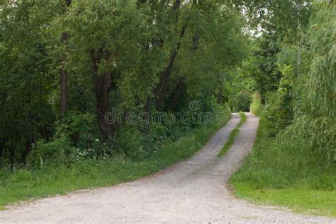 Forest trails stock image. Image of plant, summer, path - 25437253