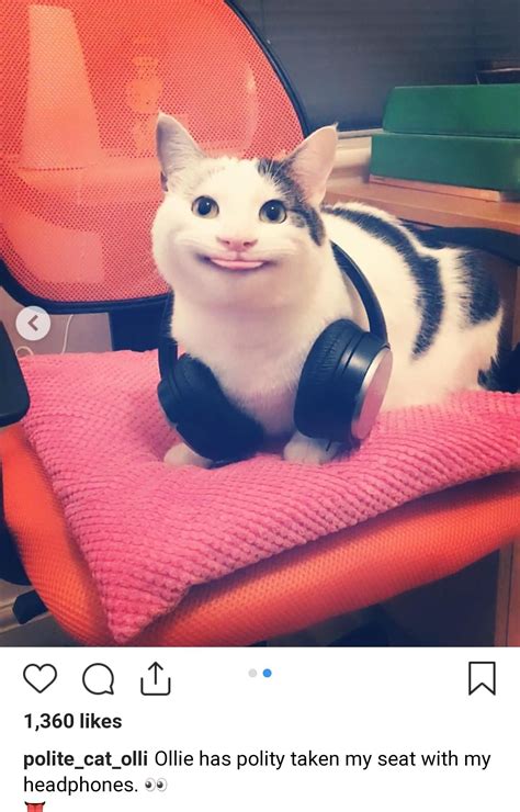 70+ Polite Cat Meme Face Smile