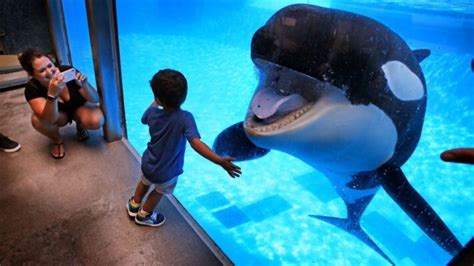 SeaWorld San Diego Has Reopened as a Zoo With Animal Exhibit – Got News Wire