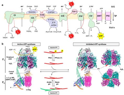 The mitochondrial OXPHOS system: (a) The OXPHOS system consists of five ...