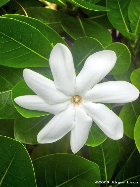 HISTOIRE DES FLEURS: LE TIARE TAHITI Une légende raconte que le Tiaré serait né dans la main de ...