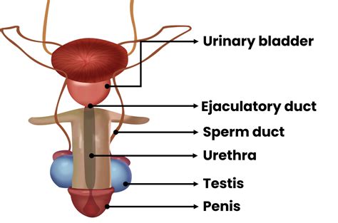 Human Male Reproductive System Animation