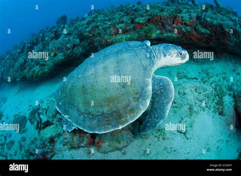 Endangered kemps ridley sea turtle hi-res stock photography and images - Alamy