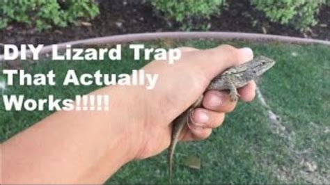 DIY Working easy to make lizard trap 🦎 - YouTube