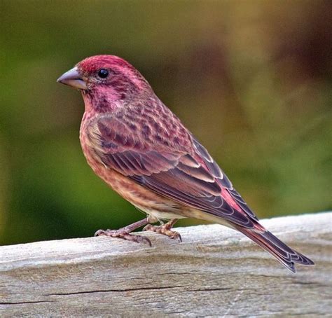 Purple Finch Facts, Behavior, Care as Pets, Pictures | Finches bird ...