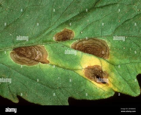 Fungus alternaria solani hi-res stock photography and images - Alamy