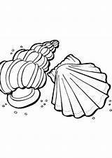 Seashell Coloring Sheet sketch template