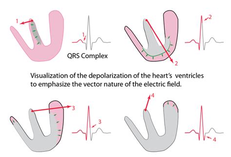 Depolarization And Repolarization Of Heart: Action, 55% OFF