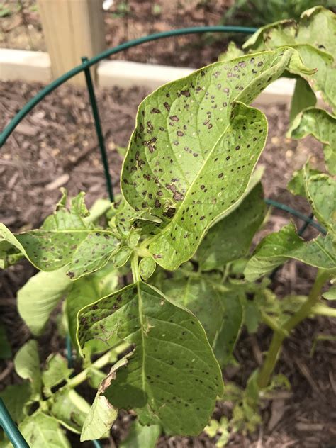 Potato Plants Turning Yellow - Plants BS