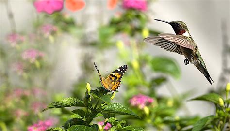 Perennials for Hummingbirds And Butterflies — The Forest Flower | Hummingbird flowers ...