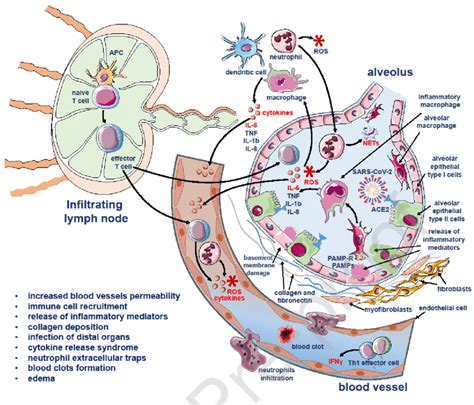 Cytokine release syndrome in COVID-19. | Download Scientific Diagram