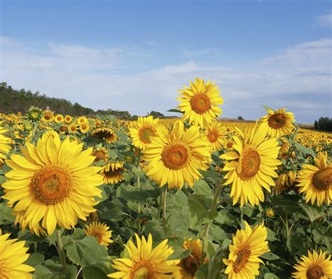 Harvesting Sunflower Seeds? | ThriftyFun