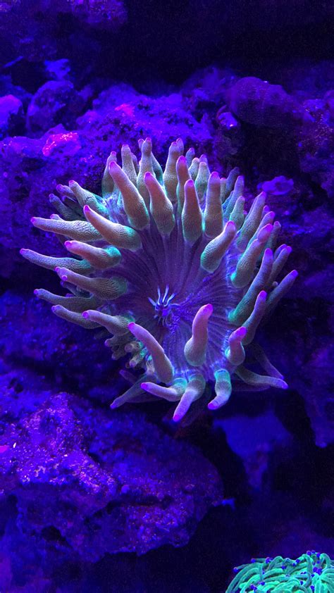 Rainbow Bubble Tip Anemone For Sale | Michigan Reefers