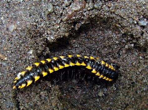 millipede | Subphylum Myriapoda (centipedes, millipedes, etc… | Flickr