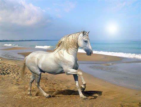 Dancing Horse Fresh Wallpapers 2013 | Beautiful And Dangerous Animals/Birds Hd Wallpapers