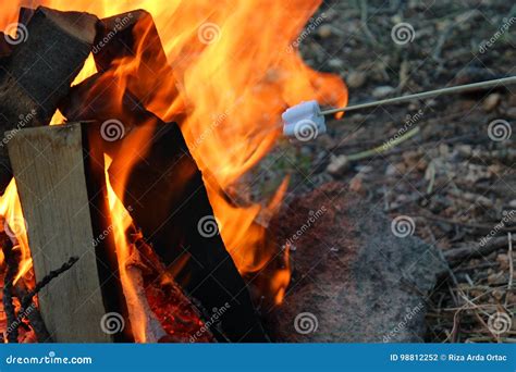 Marshmallows on Campfire stock photo. Image of summer - 98812252