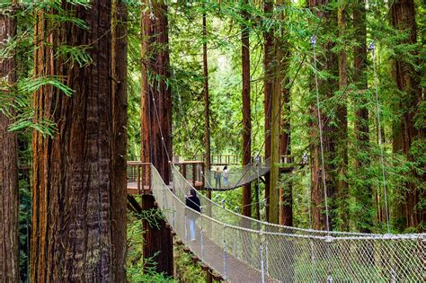 See California’s incredible redwoods from this new sky walk - Lonely Planet